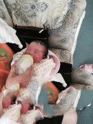 ����ɥʧ����ĸ�׵��ʸ�û�뵽���ܵ��ϴ���